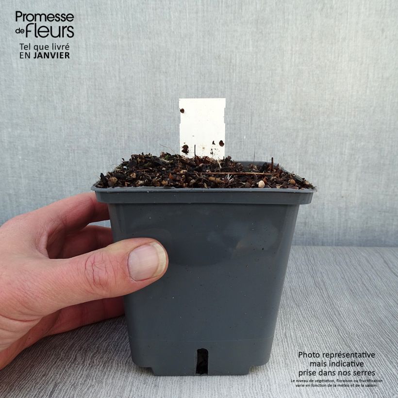 Spécimen de Cierge d'argent, Cimicifuga Black Negligee Pot de 1L/1,5L tel que livré en hiver