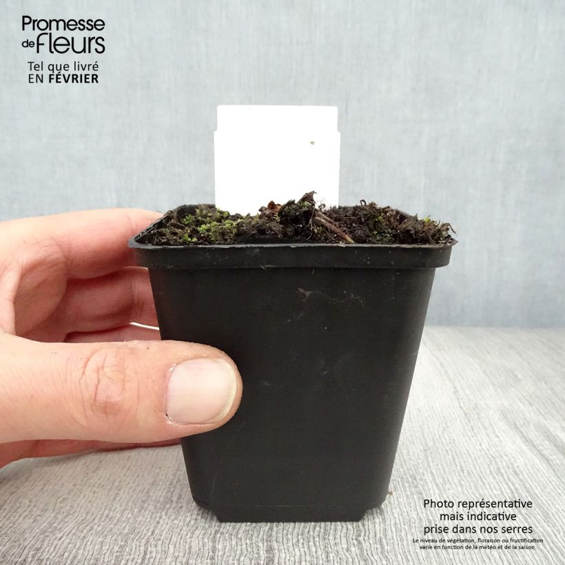 Spécimen de Cierge d'argent, Cimicifuga simplex Pink Spike Godet de 8/9 cm tel que livré en hiver