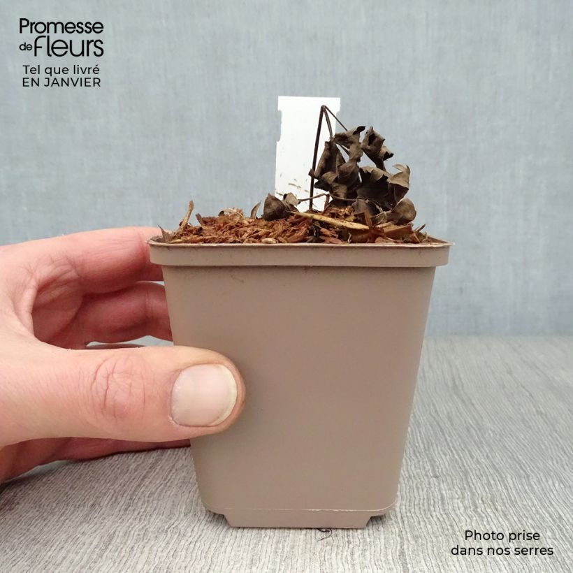 Spécimen de Cimicifuga Carbonella - Actaea simplex Godet de 8/9 cm tel que livré en hiver