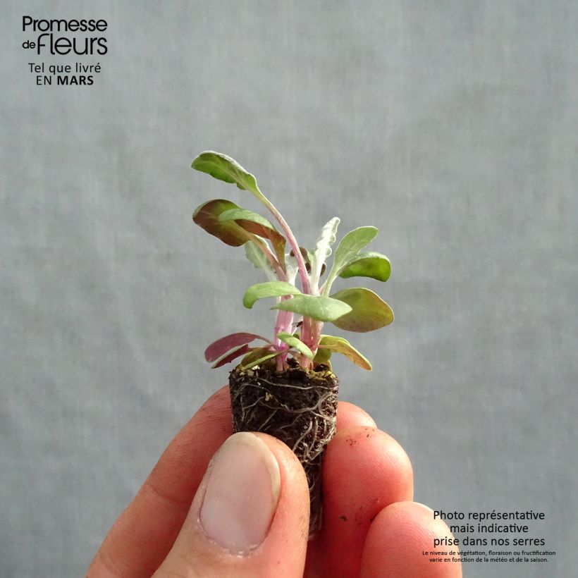 Spécimen de Cinéraire maritime Silver Dust Minimotte Mini-motte Ø 1,5/2,5 cm, Plant vert de 3 à 5 cm de haut environ tel que livré au printemps