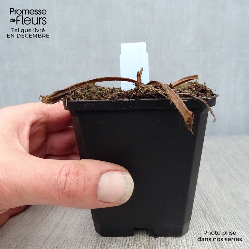 Spécimen de Cirsium rivulare Atropurpureum - Cirse des rives Godet de 8/9 cm tel que livré en hiver