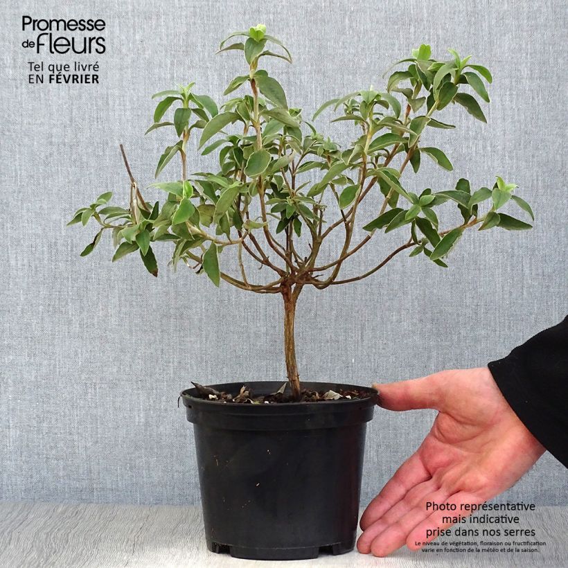 Spécimen de Ciste Silver Pink - Cistus argenteus Pot de 2L/3L tel que livré en hiver