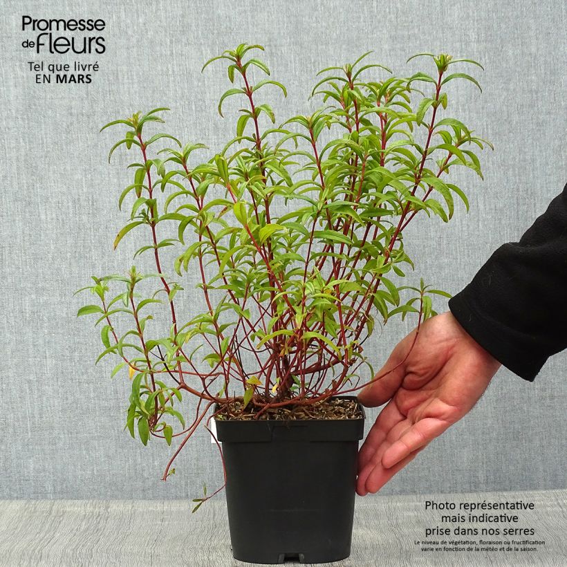 Spécimen de Ciste du Portugal - Cistus x lusitanicus Decumbens Pot de 2L/3L tel que livré au printemps