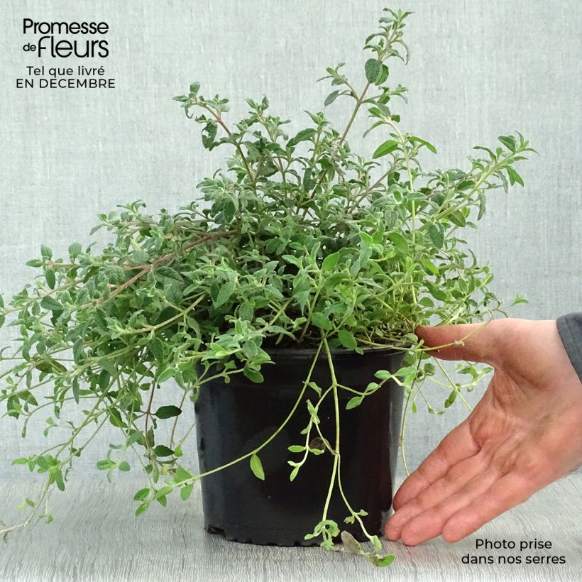 Spécimen de Ciste obtusifolius - Cistus obtusifolius Pot de 2L/3L tel que livré en hiver