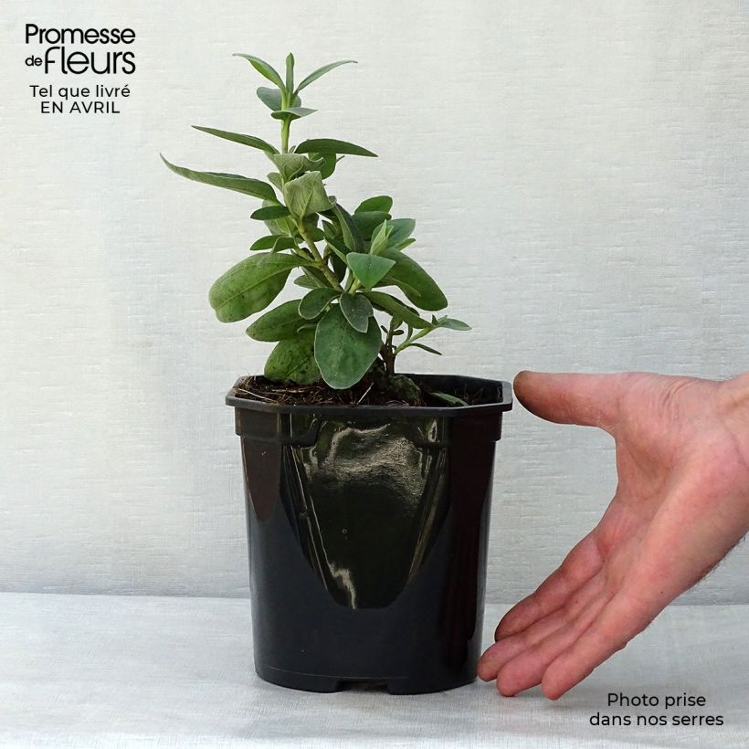 Spécimen de Ciste Silver Pink - Cistus argenteus Pot de 2L/3L tel que livré au printemps