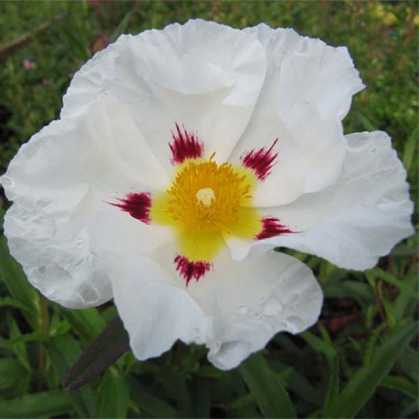 Cistus (x) loretii - Ciste à feuilles étroites (Floraison)