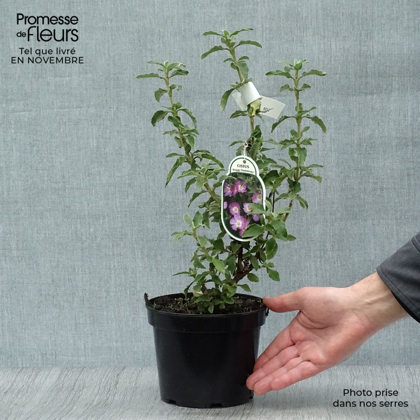 Spécimen de Cistus argenteus Peggy Sammons - Ciste hybride Pot de 2L/3L tel que livré en automne