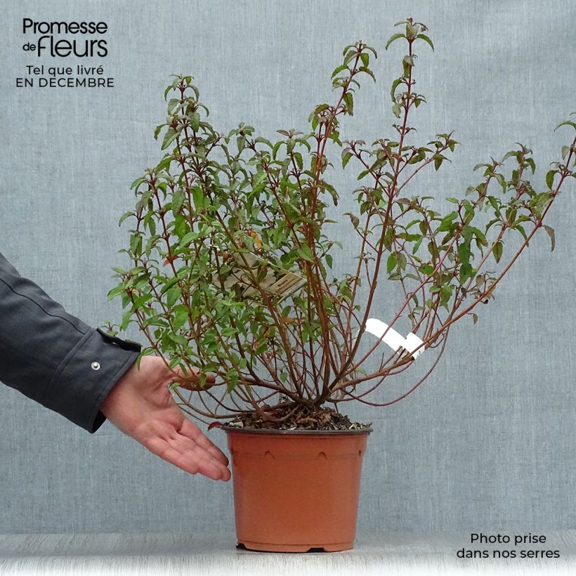 Spécimen de Cistus corbariensis - Ciste des Corbières Pot de 2L/3L tel que livré en hiver