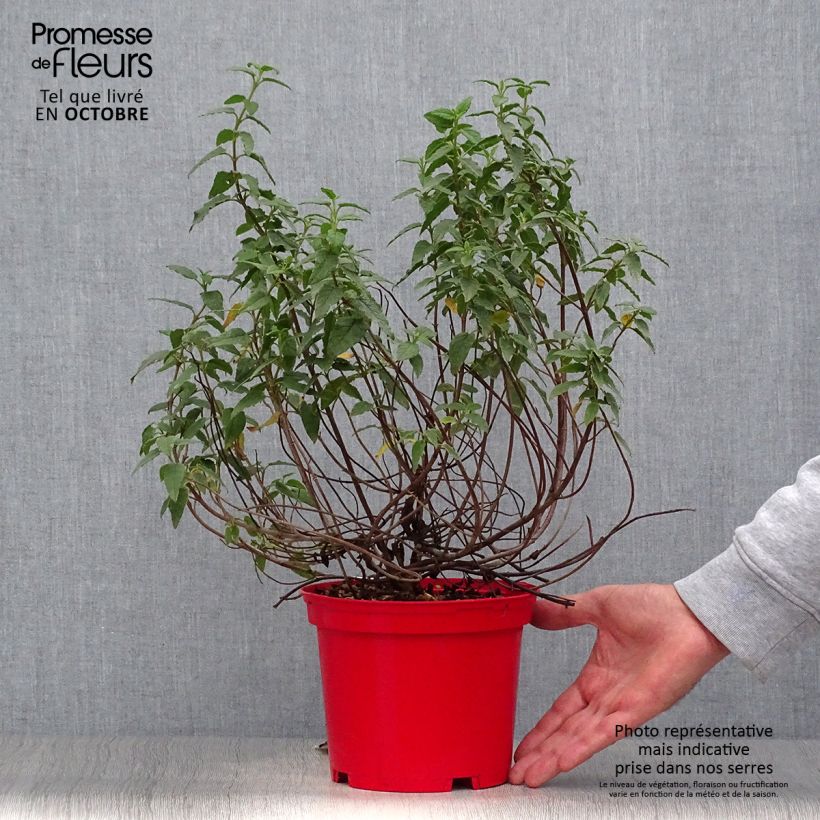 Spécimen de Cistus corbariensis - Ciste des Corbières Pot de 2L/3L tel que livré en automne