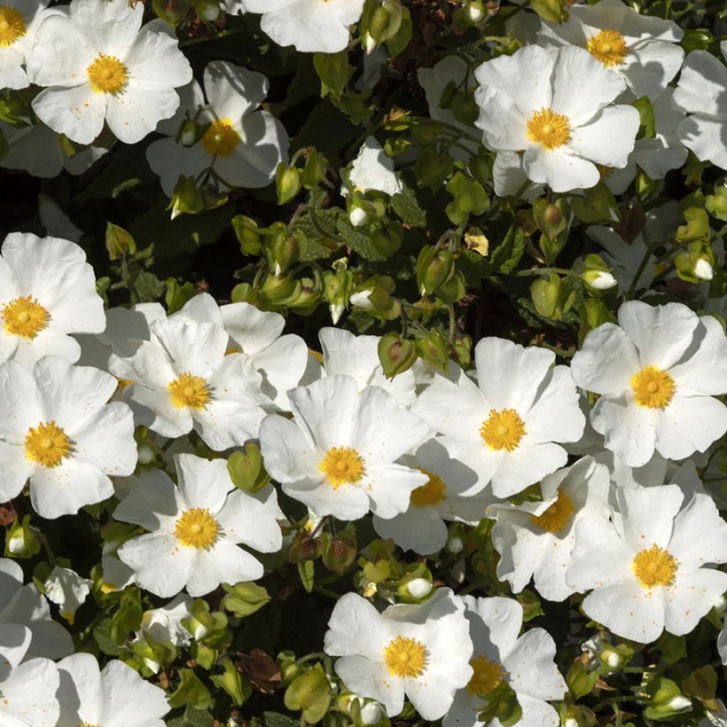 Cistus corbariensis - Ciste des Corbières (Floraison)