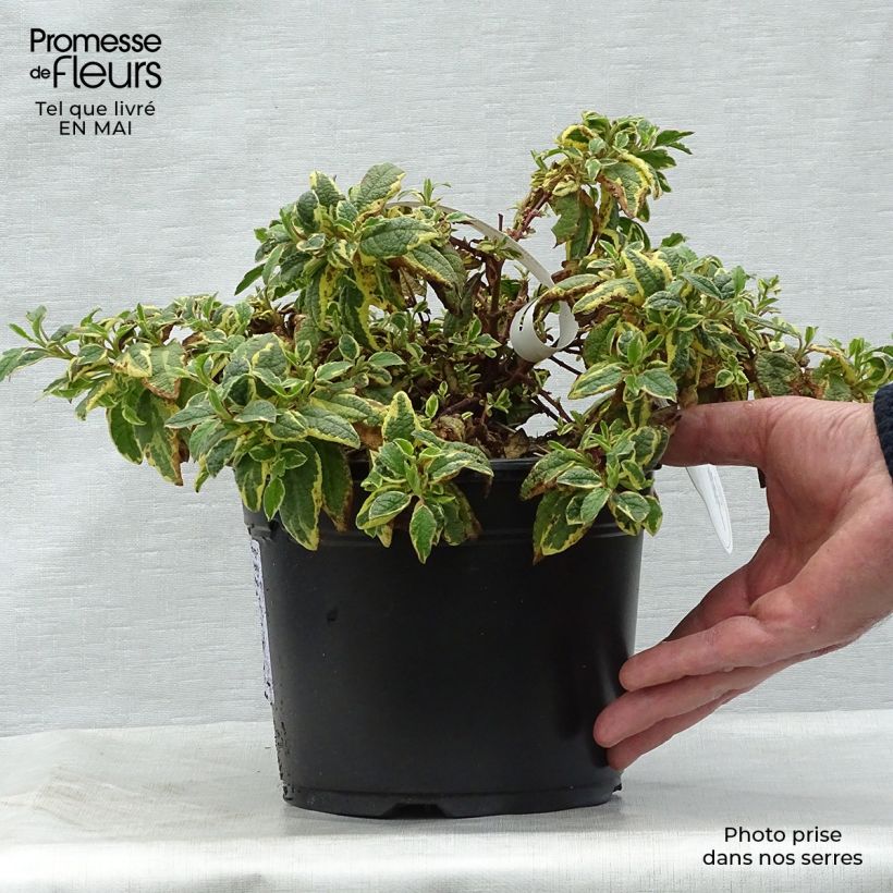 Spécimen de Cistus corbariensis Rospico - Ciste des Corbières panaché. Pot de 2L/3L tel que livré au printemps