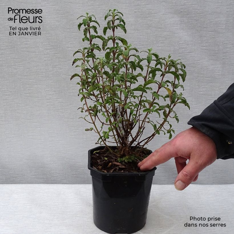 Spécimen de Cistus creticus - Ciste de Crète Pot de 3L/4L tel que livré en hiver