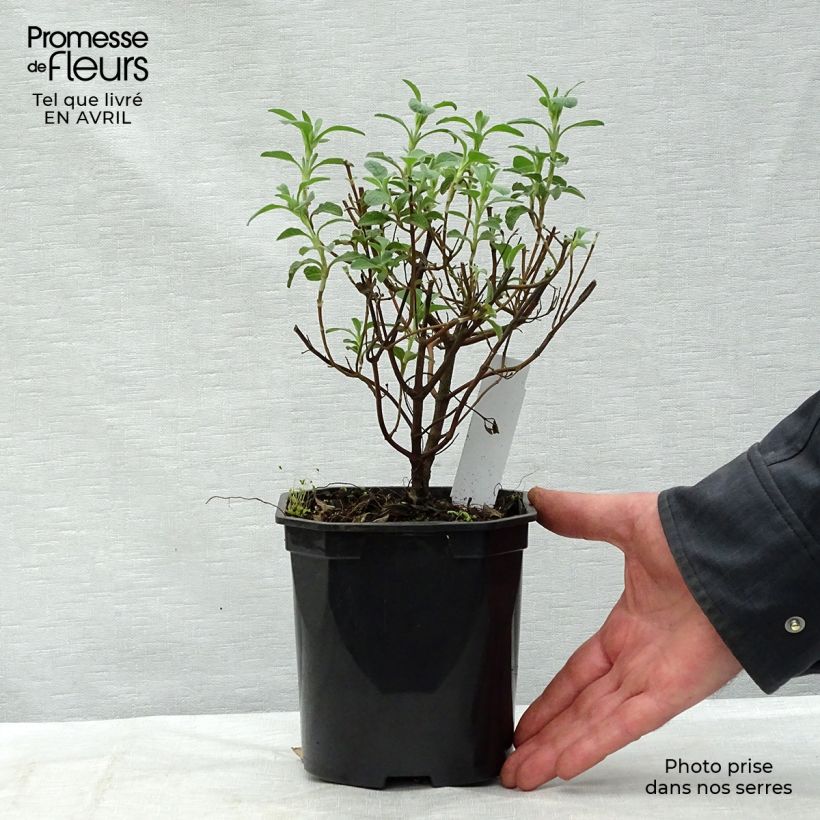 Spécimen de Cistus creticus - Ciste de Crète Pot de 3L/4L tel que livré au printemps