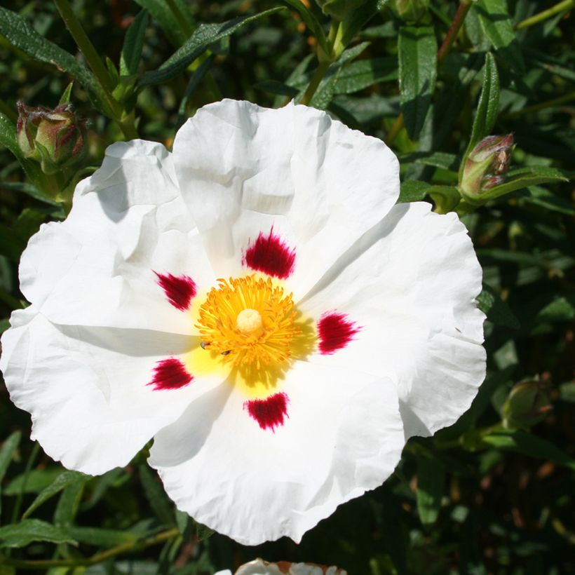 Cistus x dansereaui Jenkyn Place - Ciste hybride (Floraison)