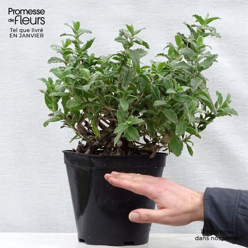 Spécimen de Cistus pulverulentus - Ciste pulvérulent Pot de 2L/3L tel que livré en hiver