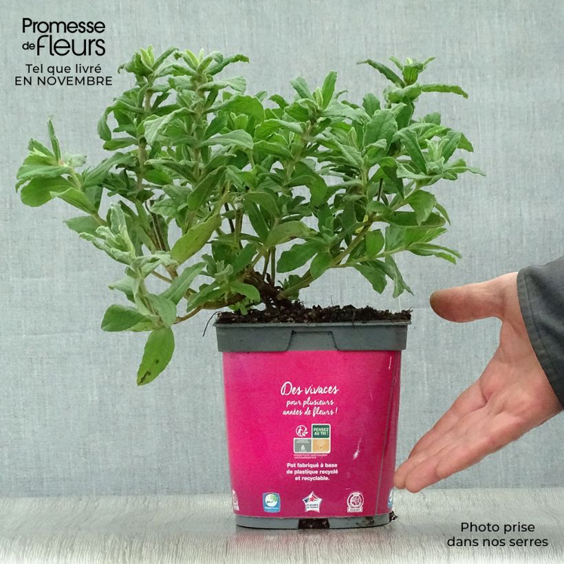 Spécimen de Cistus pulverulentus - Ciste pulvérulent Pot de 2L/3L tel que livré en automne