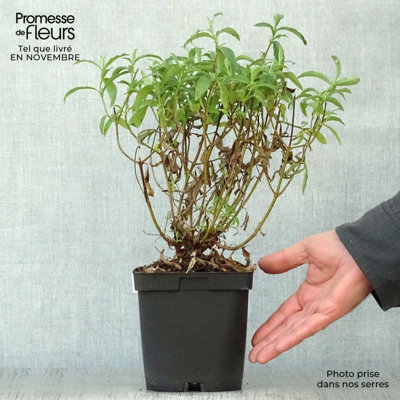 Spécimen de Cistus purpureus - Ciste pourpre Pot de 2L/3L tel que livré en automne