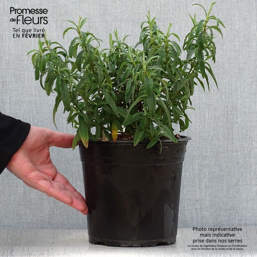 Spécimen de Cistus purpureus - Ciste pourpre Pot de 4L/5L tel que livré en hiver