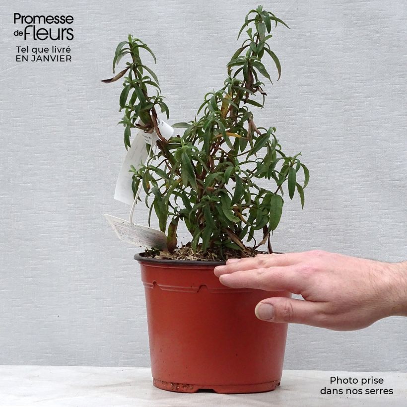 Spécimen de Cistus purpureus - Ciste pourpre Pot de 2L/3L tel que livré en hiver