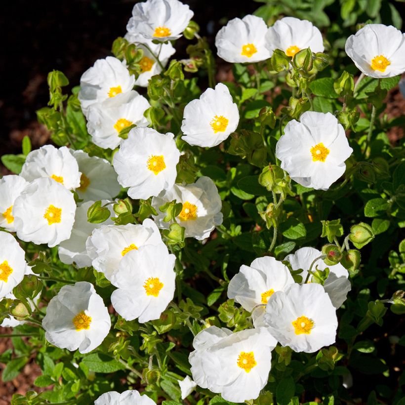 Cistus salviifolius - Ciste à feuilles de sauge (Port)