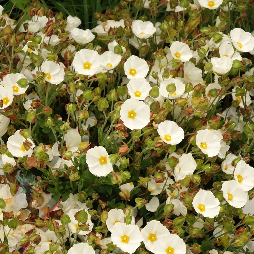 Cistus salviifolius - Ciste à feuilles de sauge (Floraison)