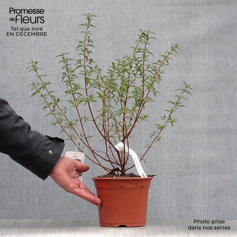 Spécimen de Cistus skanbergii - Ciste Pot de 2L/3L tel que livré en hiver
