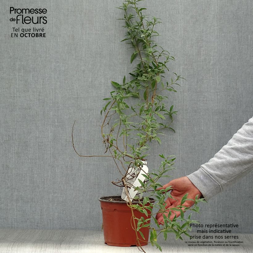 Spécimen de Cistus skanbergii - Ciste Pot de 2L/3L tel que livré en automne