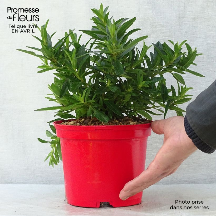 Spécimen de Cistus (x) loretii - Ciste à feuilles étroites Pot de 2L/3L tel que livré au printemps