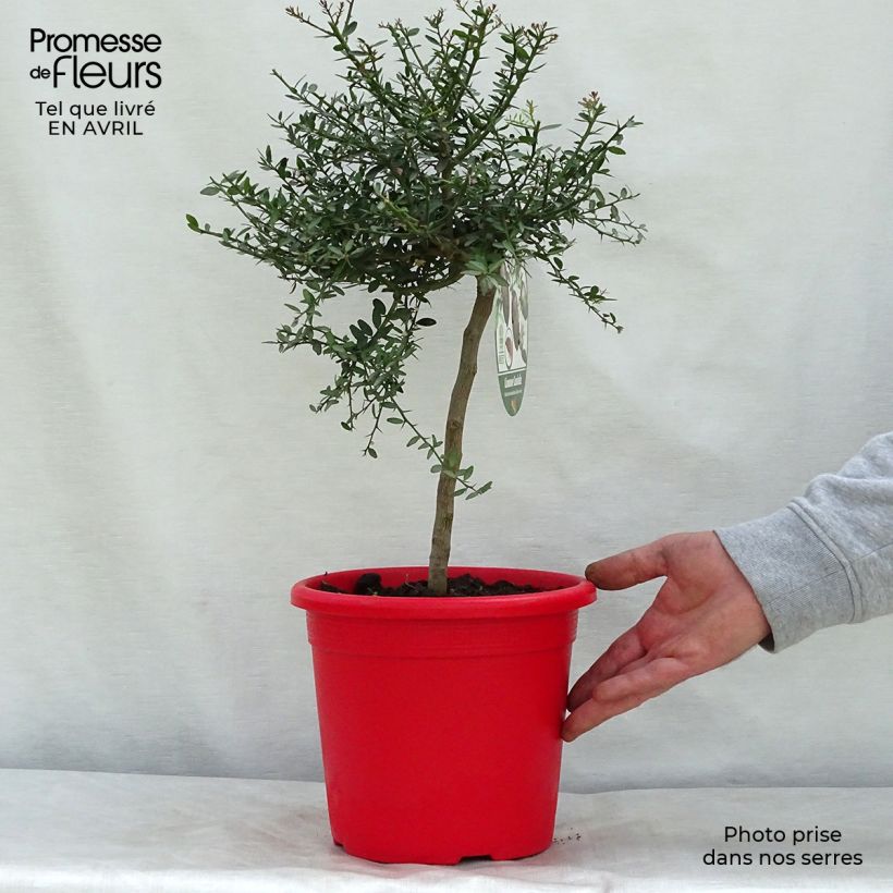 Spécimen de Citron caviar grains rouges Red Crystal - Microcitrus australasica Pot de 2L/3L, Buisson tel que livré au printemps