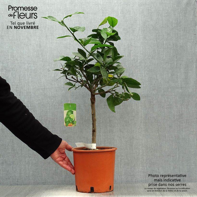 Spécimen de Citron vert - Citrus aurantifolia Pot de 4L/5L, 1/4 de tige tel que livré en automne