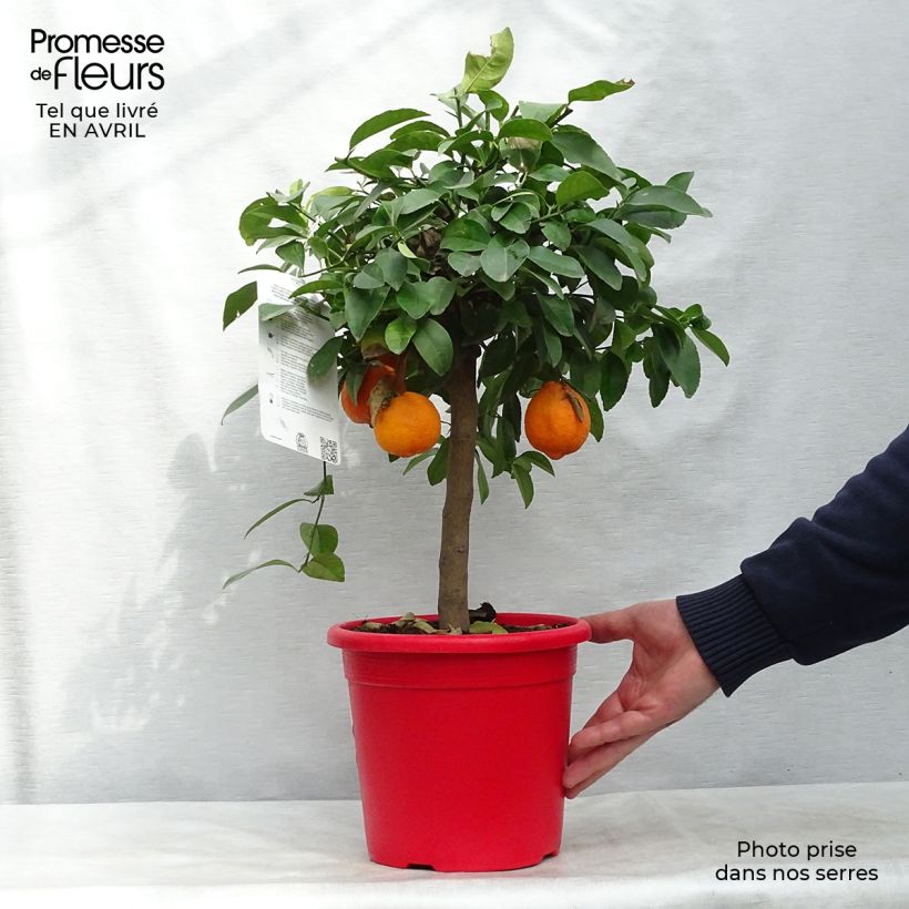 Spécimen de Citron vert Red Lime - Citrus aurantifolia Pot de 4L/5L, 1/4 de tige tel que livré au printemps