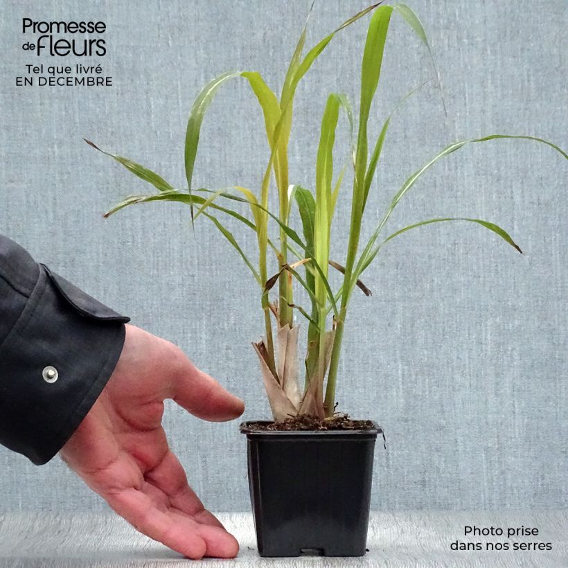 Spécimen de Citronnelle de Madagascar - Cymbopogon citratus en plants Godet de 7/8 cm tel que livré en hiver