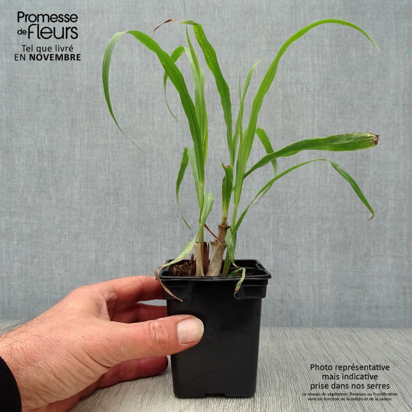 Spécimen de Citronnelle de Madagascar - Cymbopogon citratus en plants Godet de 7/8 cm tel que livré en automne