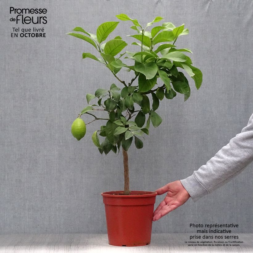 Spécimen de Citronnier - Citrus limon Adamo Pot de 4L/5L, 1/4 de tige tel que livré en automne