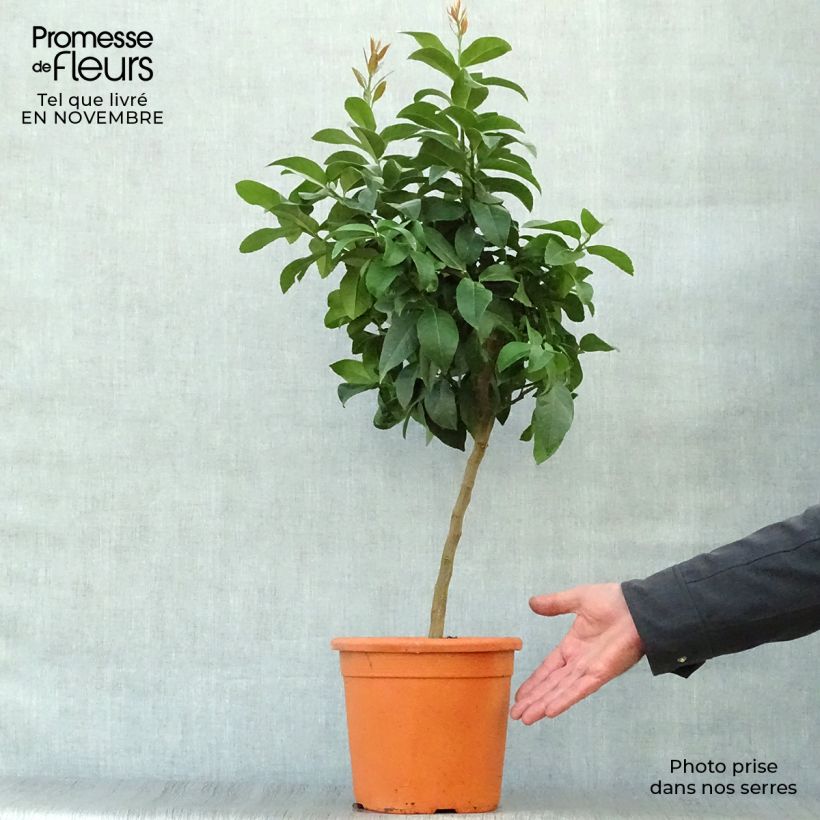 Spécimen de Citronnier - Citrus limon Cerza Pot de 4L/5L, 1/4 de tige tel que livré en automne