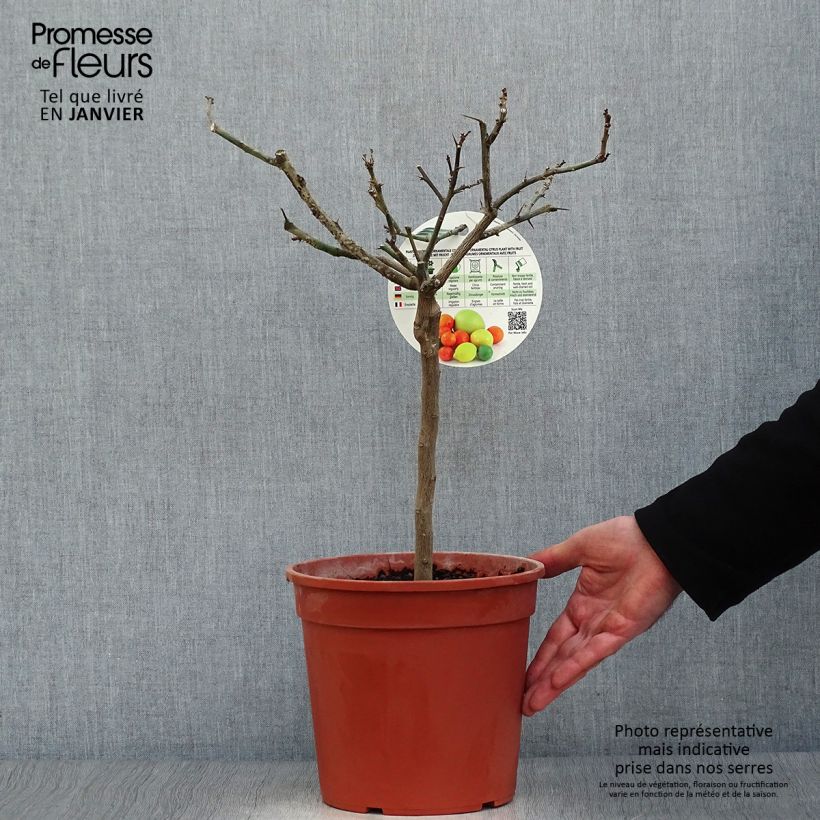 Spécimen de Citronnier - Citrus limon Cerza Pot de 4L/5L, 1/4 de tige tel que livré en hiver