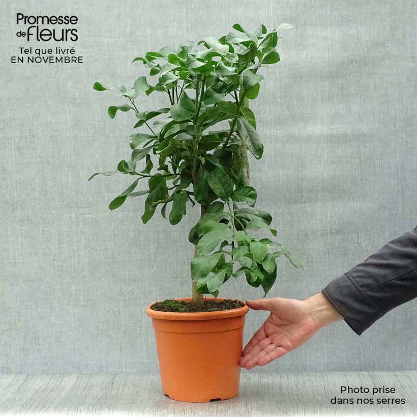 Spécimen de Citronnier - Citrus limon Femminello Carrubaro Pot de 4L/5L, 1/4 de tige tel que livré en automne