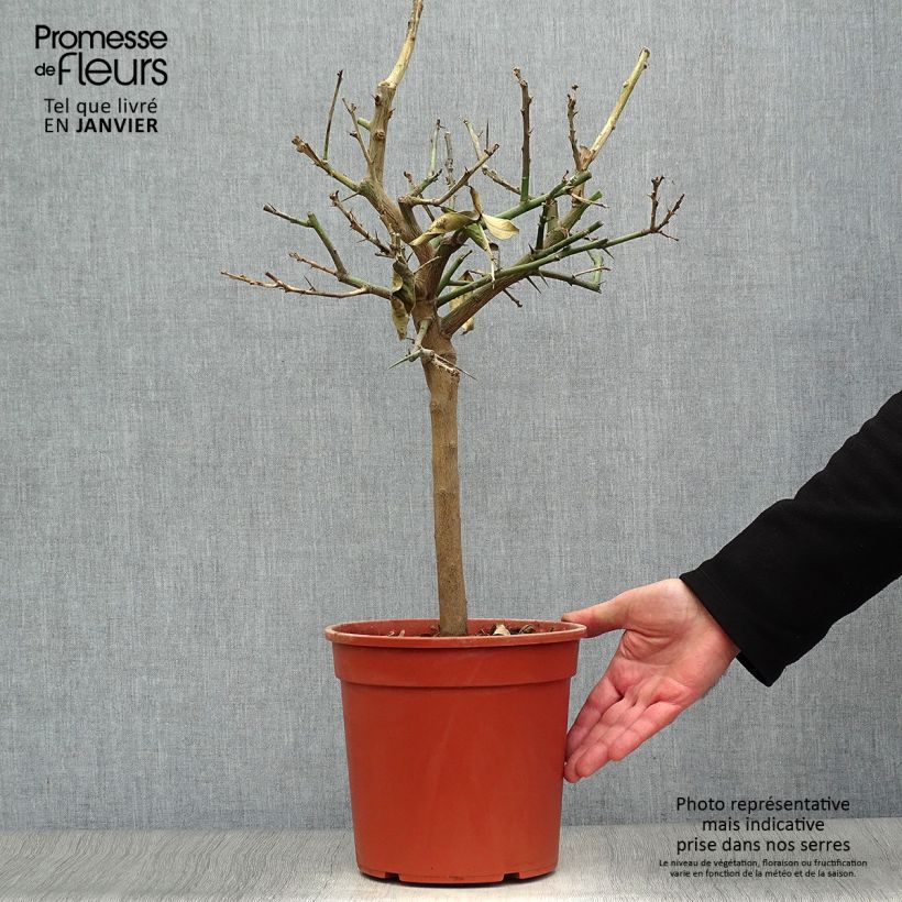 Spécimen de Citronnier - Citrus limon Lemox Pot de 4L/5L, 1/4 de tige tel que livré en hiver