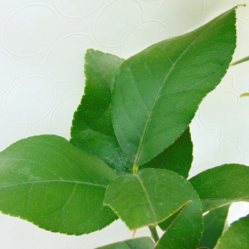 Citronnier des 4 saisons - Citrus limon (Feuillage)