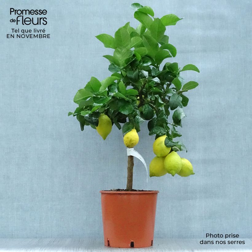 Spécimen de Citronnier des 4 saisons - Citrus limon Pot de 4L/5L, 1/4 de tige tel que livré en automne