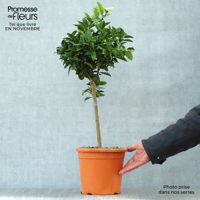 Spécimen de Citronnier doux - Citrus limetta Pursha Pot de 4L/5L, 1/4 de tige tel que livré en automne