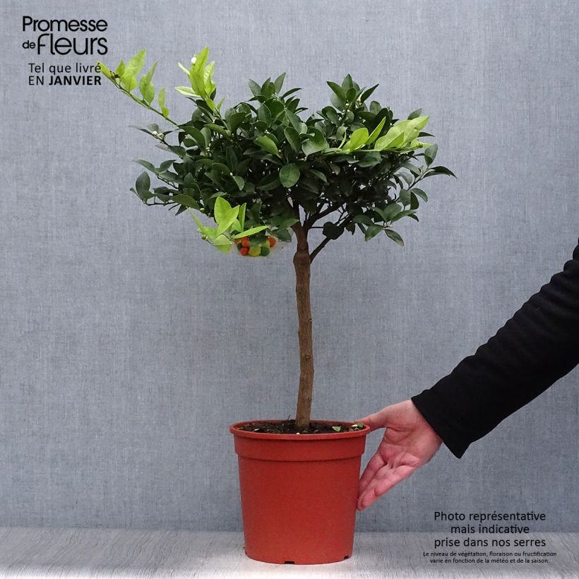 Spécimen de Citronnier doux - Citrus limetta Pursha Pot de 4L/5L, 1/4 de tige tel que livré en hiver