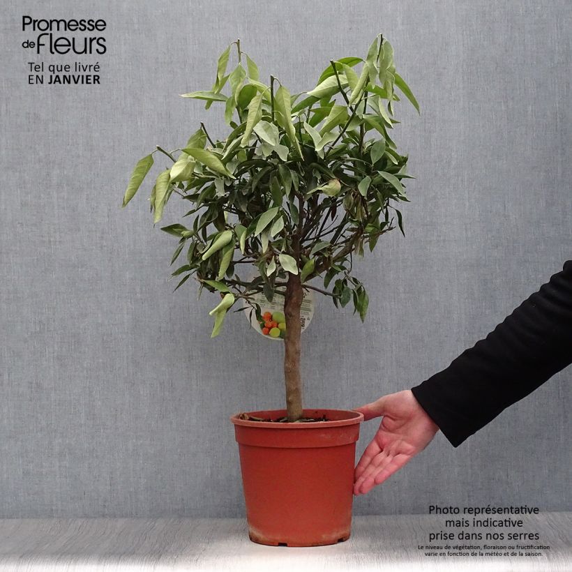 Spécimen de Citrus Kucle - Kumquatine Pot de 4L/5L, 1/4 de tige tel que livré en hiver