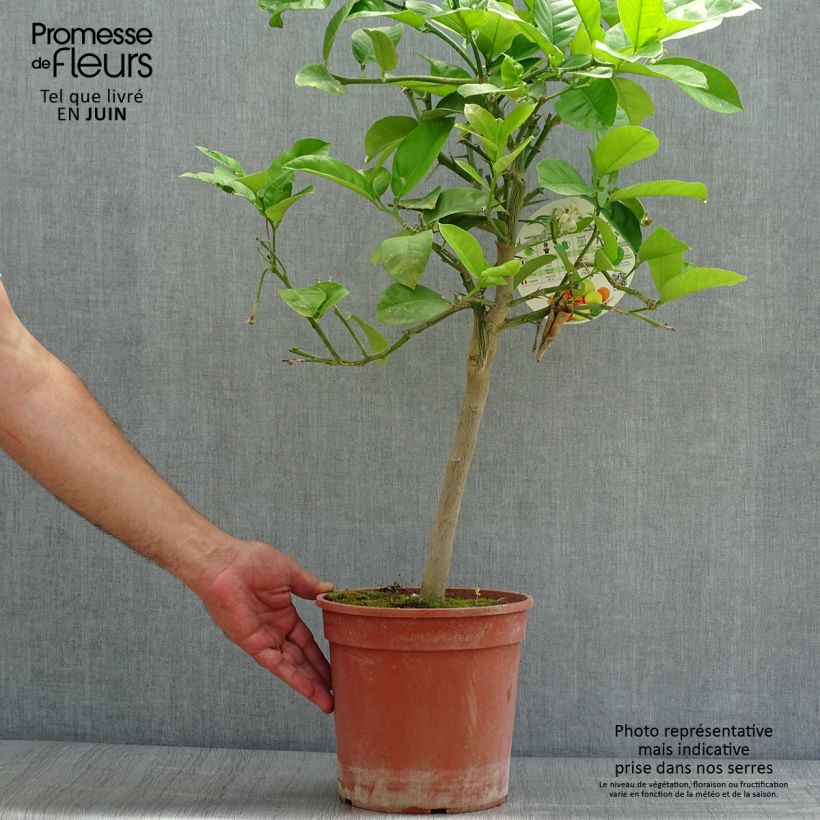 Spécimen de Citrus Lipo - Citrus limon x Citrus paradisi Pot de 4L/5L, 1/4 de tige tel que livré en été