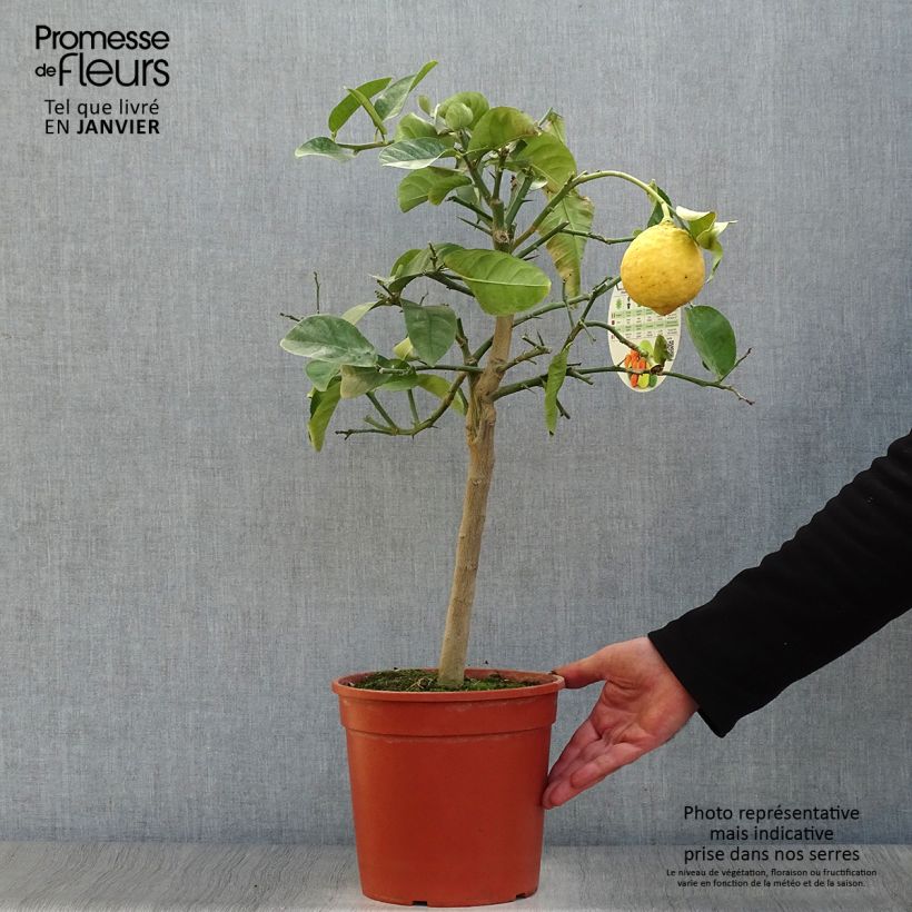 Spécimen de Citrus Lipo - Citrus limon x Citrus paradisi Pot de 4L/5L, 1/4 de tige tel que livré en hiver