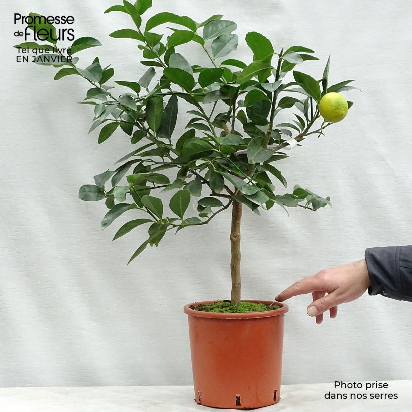 Spécimen de Citron vert - Citrus aurantifolia Pot de 4L/5L, 1/4 de tige tel que livré en hiver