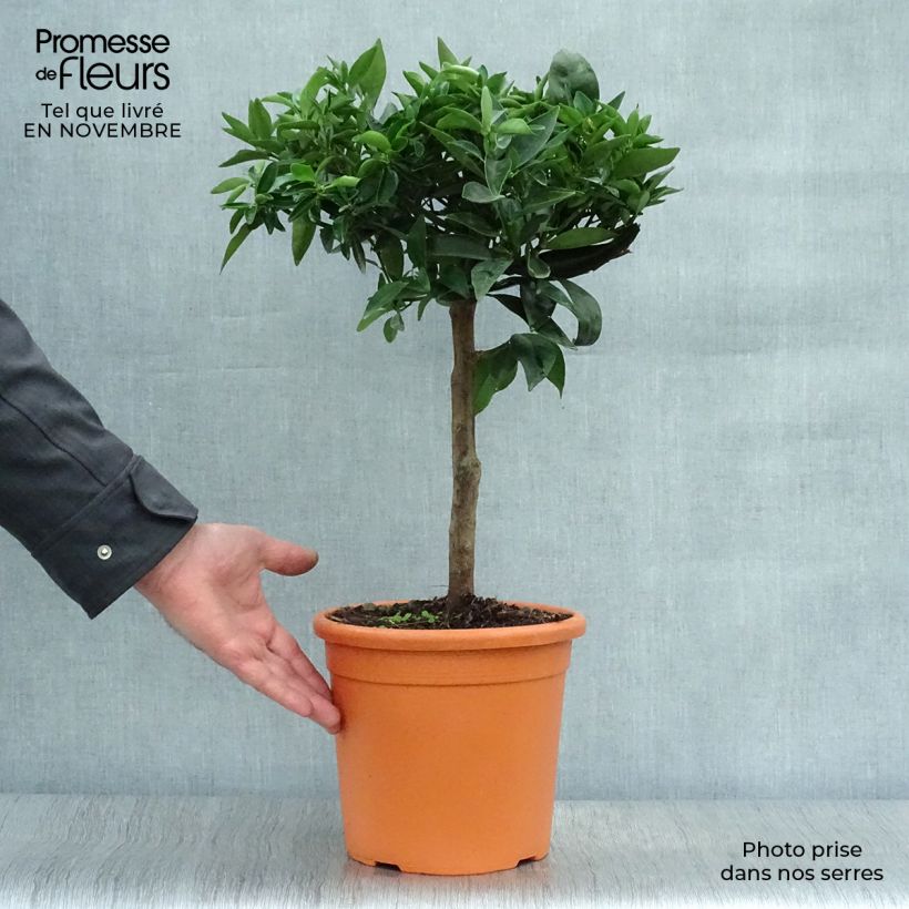 Spécimen de Clémentinier - Citrus clementina Pot de 4L/5L, 1/4 de tige tel que livré en automne