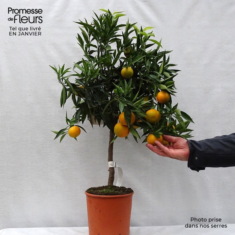 Spécimen de Clémentinier - Citrus clementina Pot de 4L/5L, 1/4 de tige tel que livré en hiver