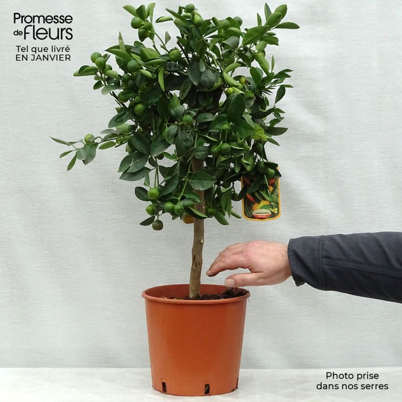 Spécimen de Calamondin - Citrus madurensis (mitis) Pot de 4L/5L, 1/4 de tige tel que livré en hiver