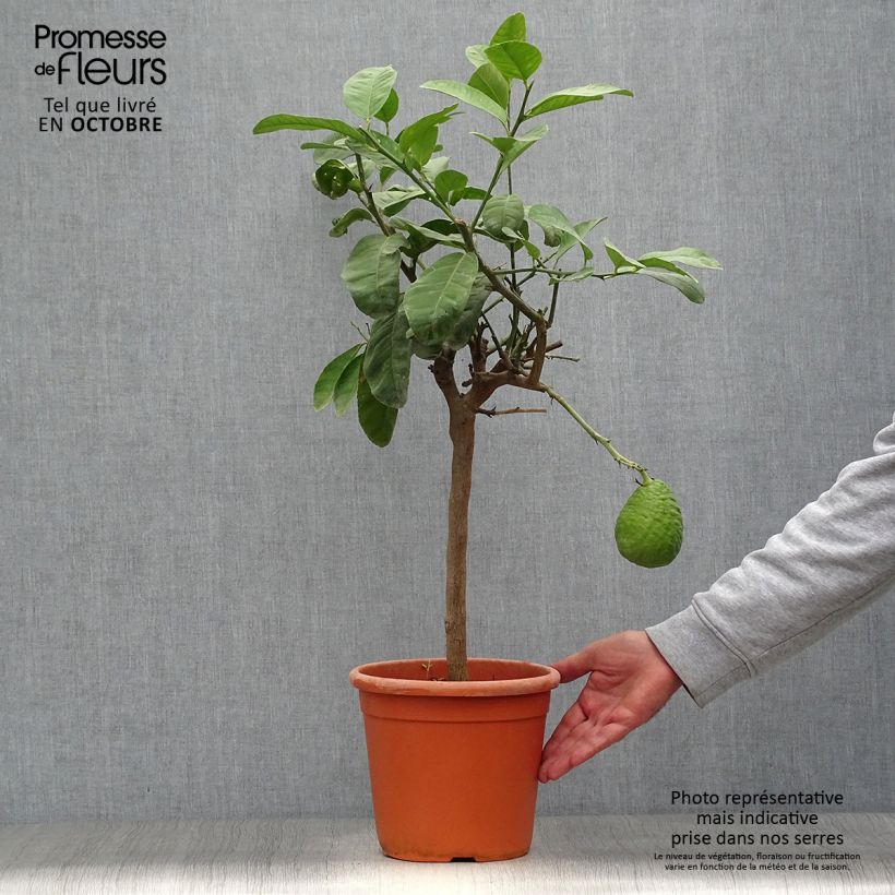 Spécimen de Citrus medica Maxima - Cédrat Maxima Pot de 4L/5L, 1/4 de tige tel que livré en automne